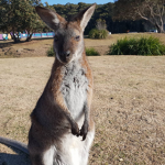 Kangaroo sausages