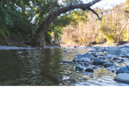 The Creek