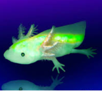 #AxolotlGang