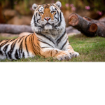 I love tigers they are cute
