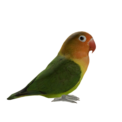 Fischer's Lovebird