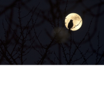 -(*Birds With Leaves*)-