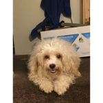 DOGY_GROUP