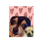 A group for people who adore doggies