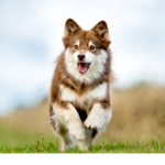 Offical Dog Master Group!