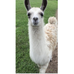 Escape Llama Parkour