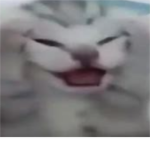 kawaii kittenz <3