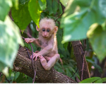monkey_fan_club