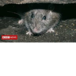 Snakes United (friendly)