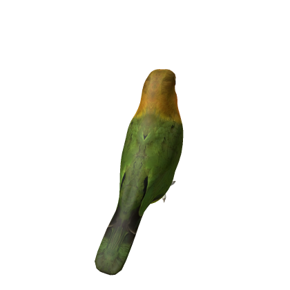 Lovebird