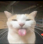 Cat Kat Kit