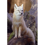 The Snow Fox Group