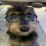 the yowassup_dog group