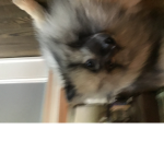 Picckle dog