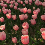 exquisiteSunflowers