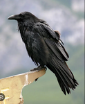 CasualRaven’s Very Cool Group