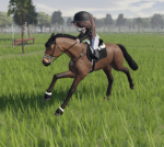 Robins Riding Academy