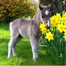 Sky Stable Spring Hangout