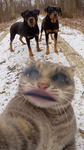 Fox_ gang