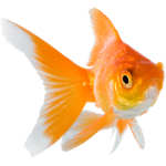 TEAM FISHSTICKS