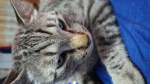 aliencat1