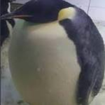 Giant Penguin Studios