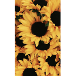 Sunflowers:>