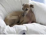 S.T.G Save The greyhounds