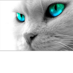Warrior cats:~Frostclan~