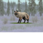 Shy wolves