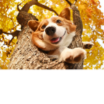 Puppy Fan peepz