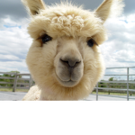 Alpaca Potatoes