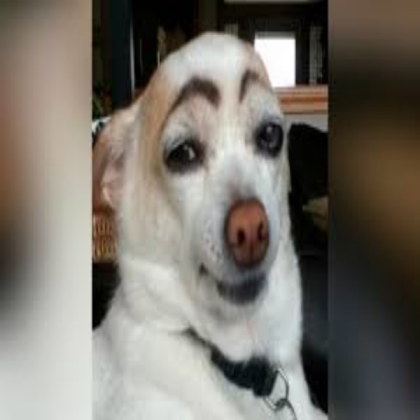 dog funny Roblox decal