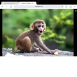 Monkey are the greatest