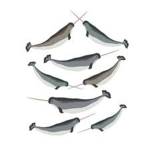 Narwhal Blessing