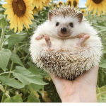 Hedgehogs cute