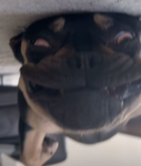 I like dogs very much