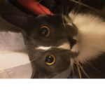 Cat fan my cat name is oliver