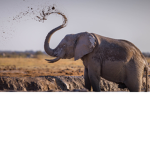 The aesthetic elephant group