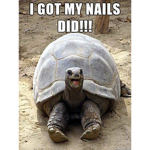 Tortoise or turtle fan club Alex and colton