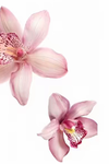 #Jess