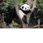 PandaPiper