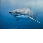 Shark group :3