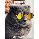 cats are the best wow