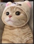 ~Kittylover~
