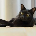 Blackcat's fanclub
