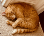 Cute Cats UOU