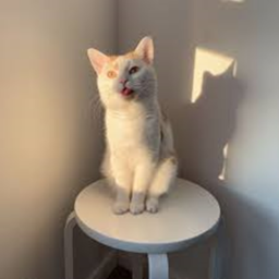 ♡ a cat ♡
