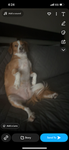 #Dogo‘s