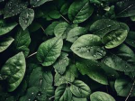 I'm never Leafy-ing